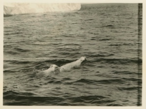 Image: Polar Bear and Cub Swimming